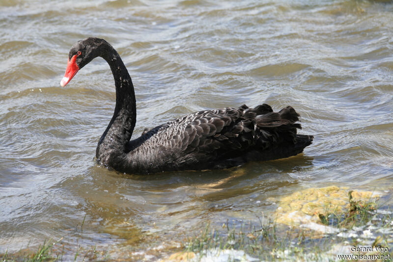 Cygne noiradulte