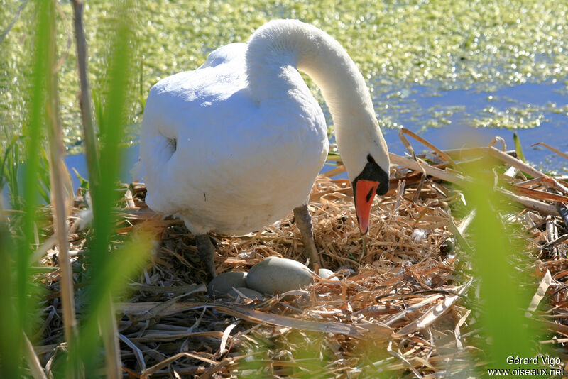 Mute Swanadult, Reproduction-nesting