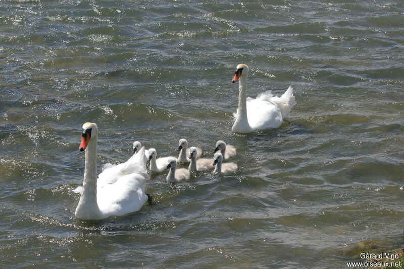 Cygne tuberculé 