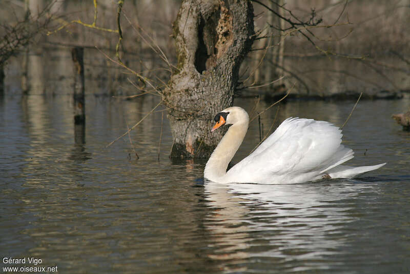 Mute Swan male adult, identification