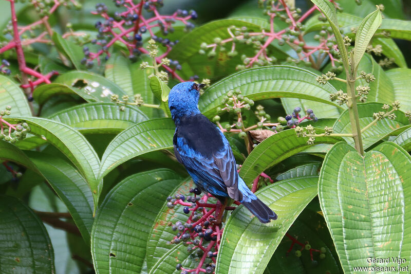 Dacnis bleu mâle adulte