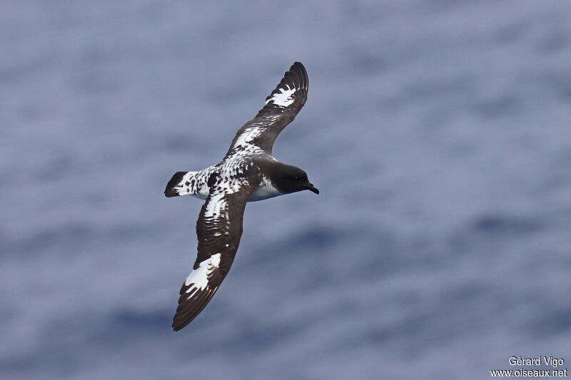 Cape Petreladult, Flight