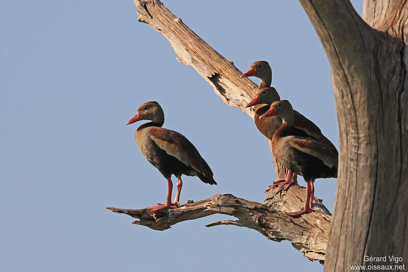 Dendrocygne à ventre noiradulte