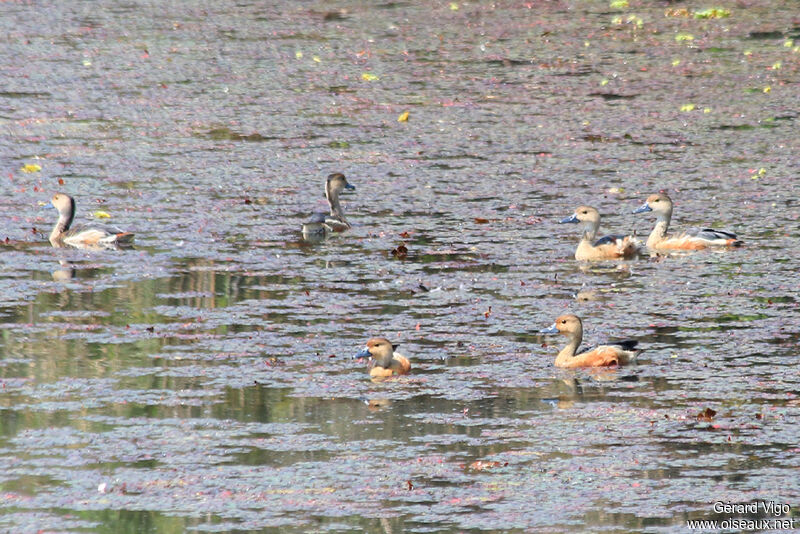 Dendrocygne siffleuradulte