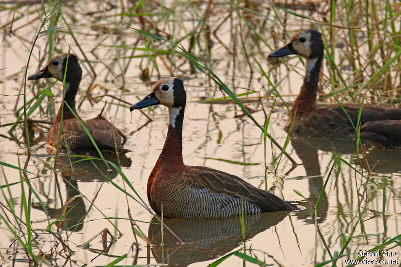 White-faced Whistling Duckadult