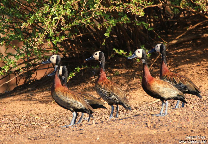 Dendrocygne veufadulte