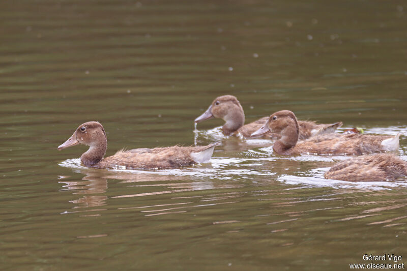 White-faced Whistling Duckjuvenile, swimming