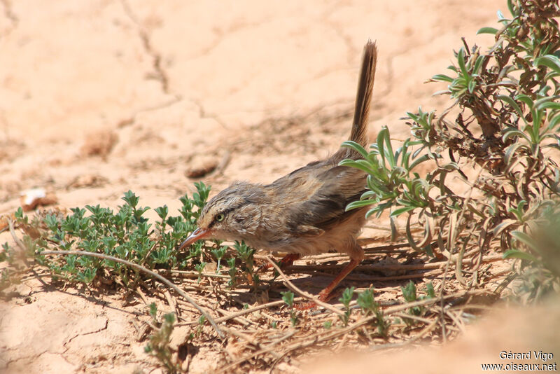 Streaked Scrub Warbleradult