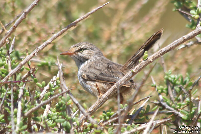 Streaked Scrub Warbleradult