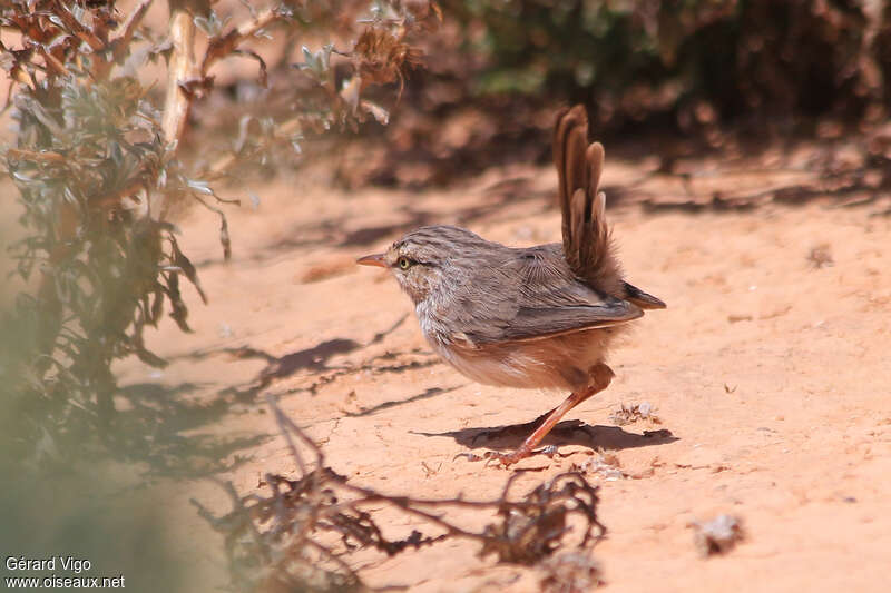 Streaked Scrub Warbleradult, identification