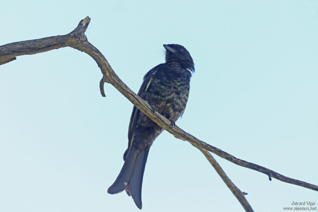 Drongo brillantadulte