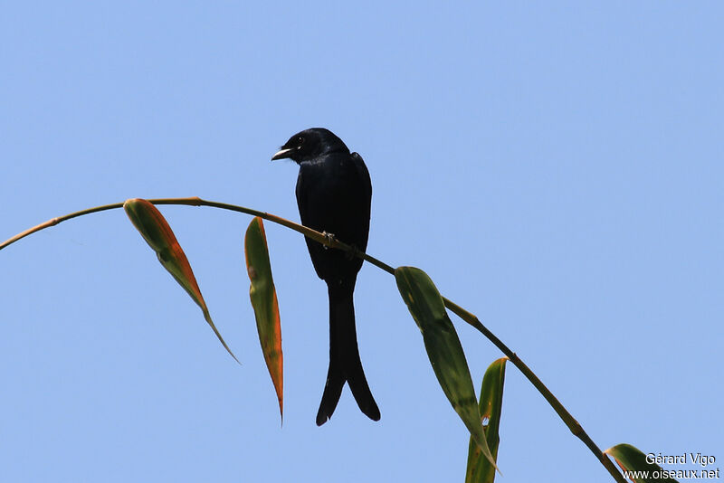 Drongo royaladulte