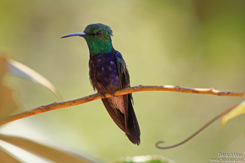 Fork-tailed Woodnymph male adult