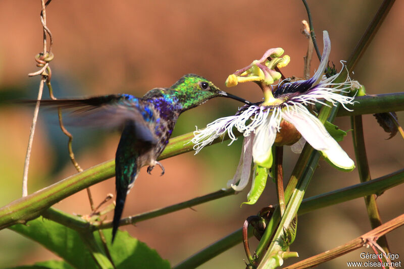 Fork-tailed Woodnymph male adult