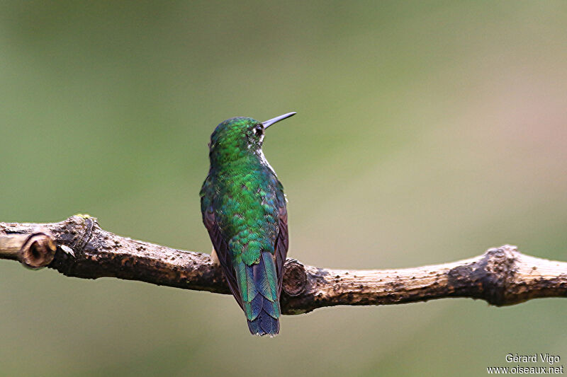 Fork-tailed Woodnymph female adult