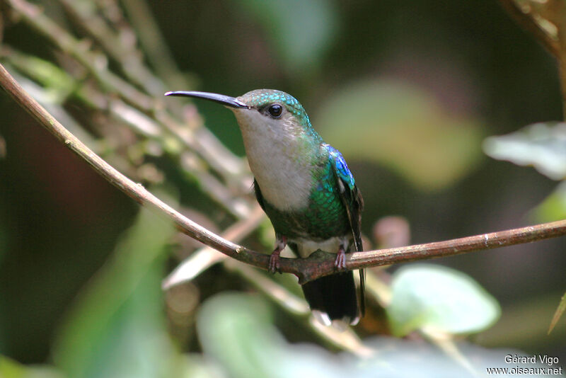 Crowned Woodnymph female adult