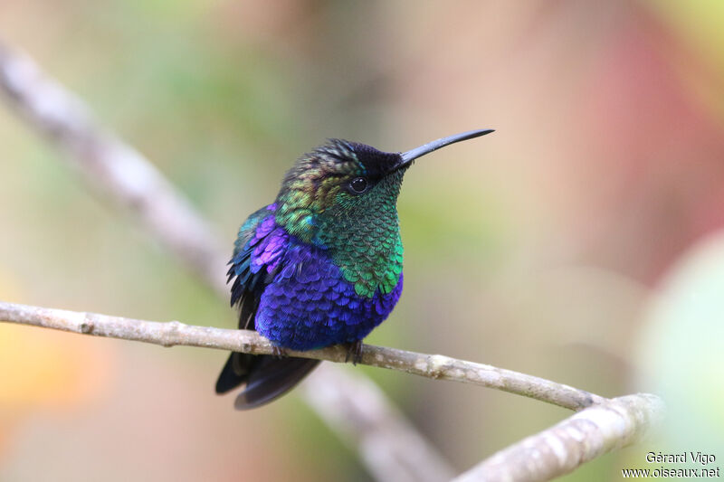 Crowned Woodnymph male adult