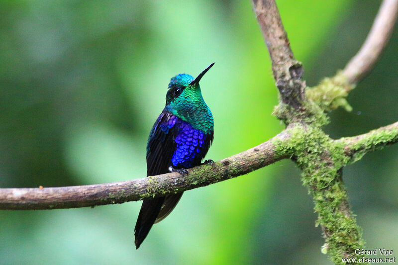 Crowned Woodnymph male adult