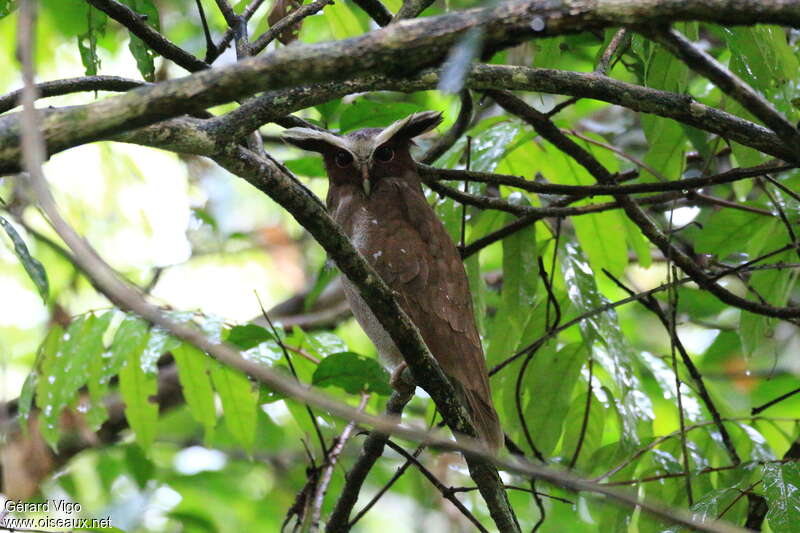 Duc à aigrettesadulte, identification