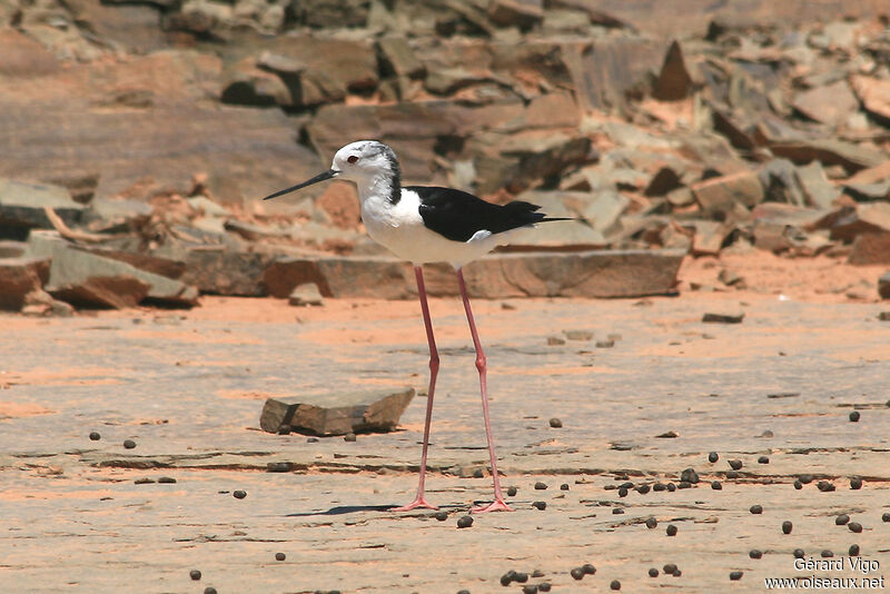 Black-winged Stiltadult