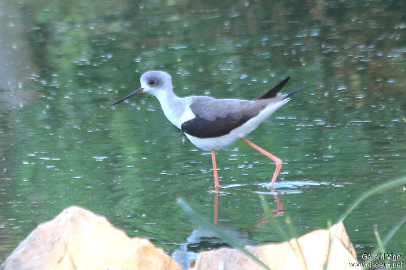 Black-winged Stiltjuvenile