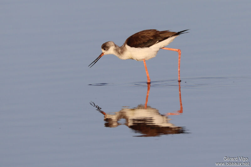 Black-winged Stiltimmature