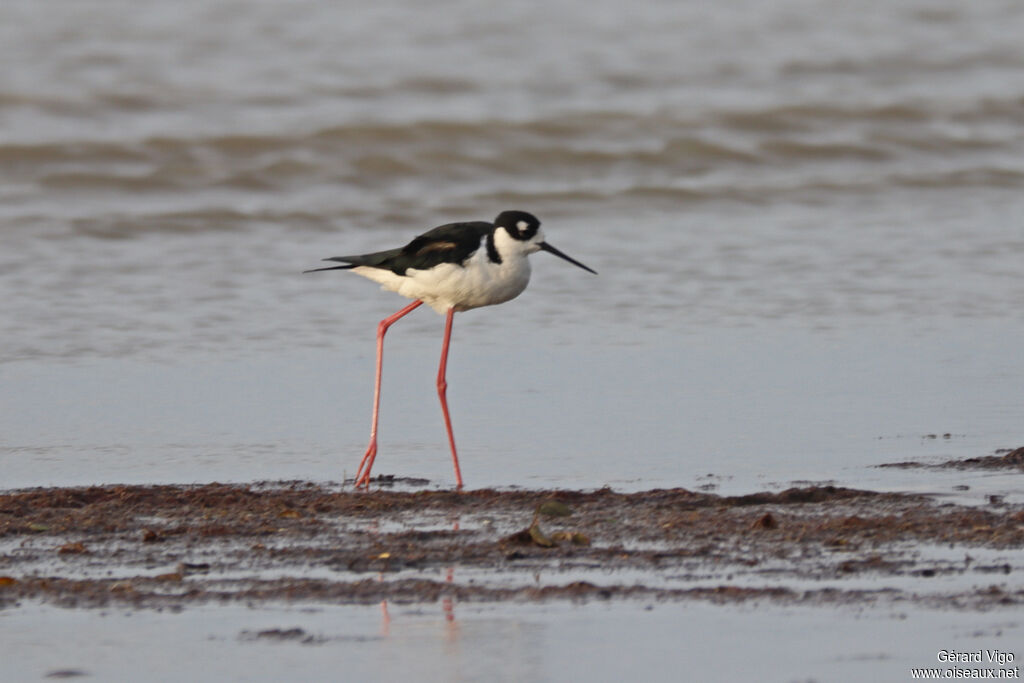Black-necked Stilt