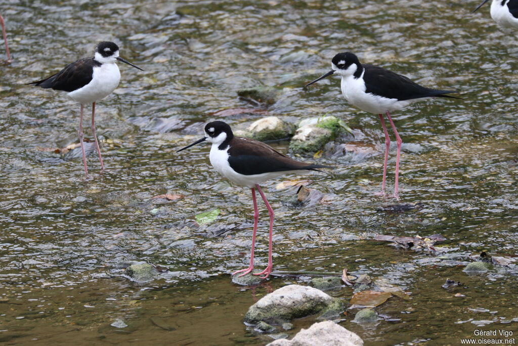Black-necked Stilt