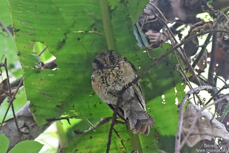 Mountain Owlet-nightjaradult