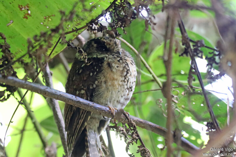 Mountain Owlet-nightjar