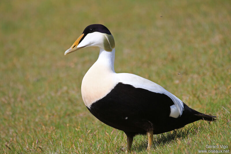 Common Eider male adult breeding