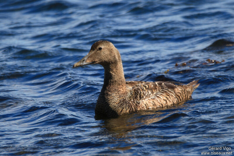 Common Eider female adult breeding