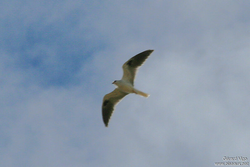 White-tailed Kite, Flight