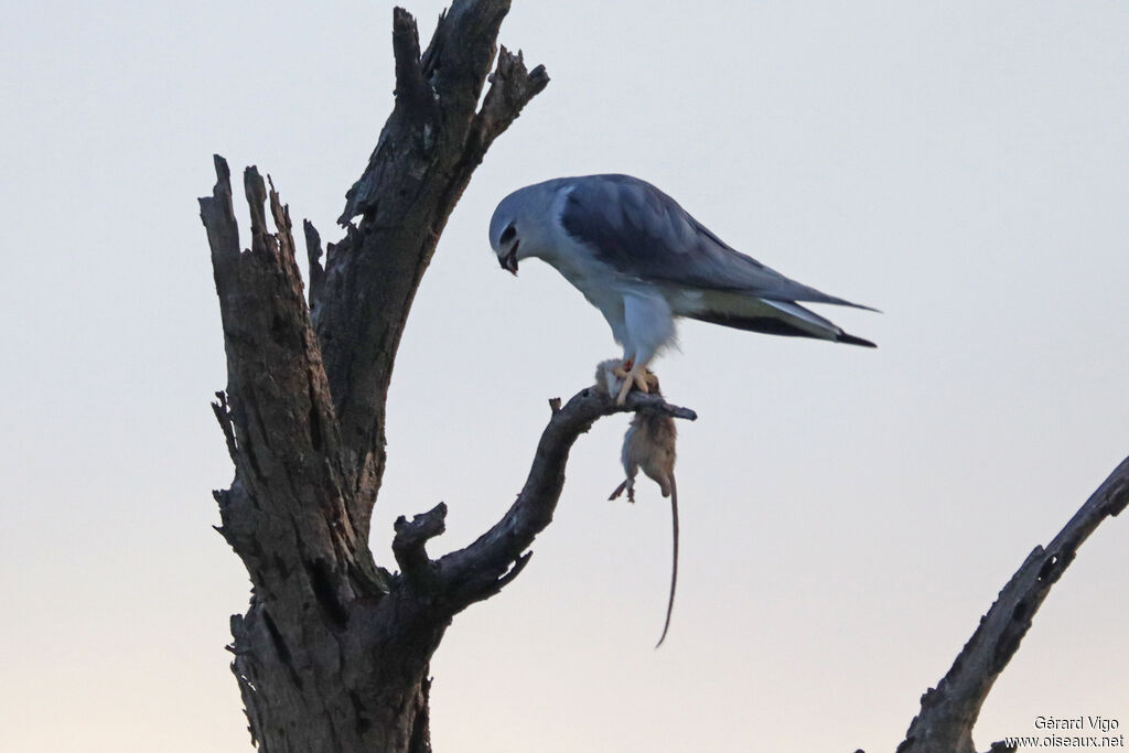 Black-winged Kiteadult, eats