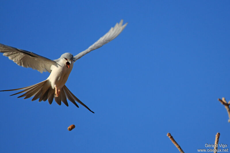 Scissor-tailed Kiteadult, Behaviour