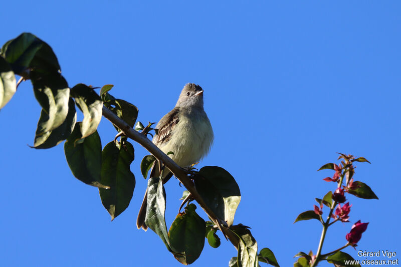 Yellow-bellied Elaeniaadult