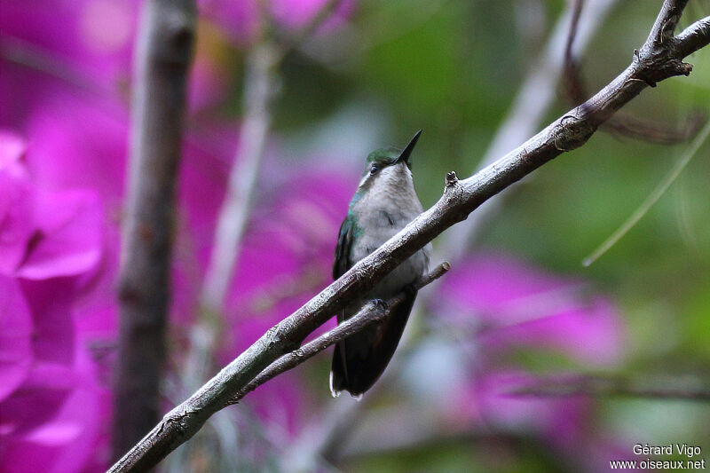 Émeraude des Andes occidentales femelle adulte, identification