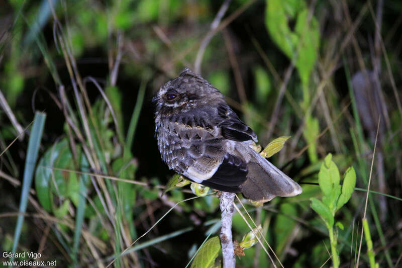 White-winged Nightjaradult, identification