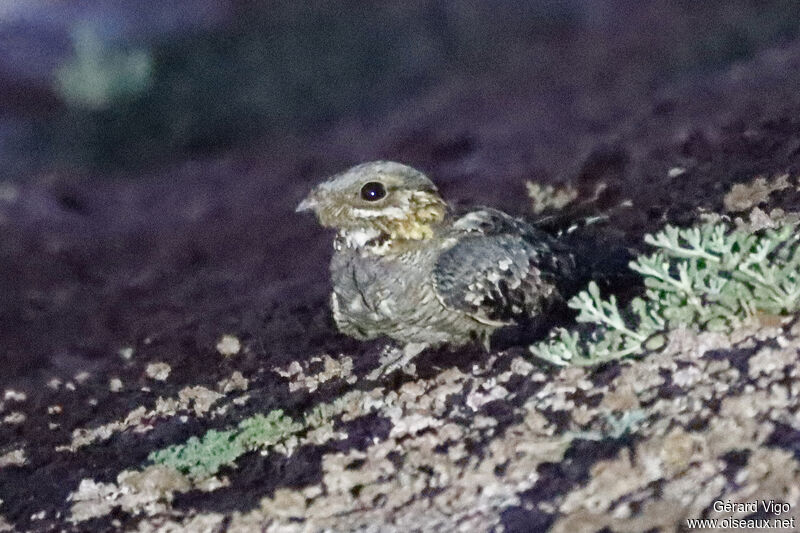 Red-necked Nightjaradult