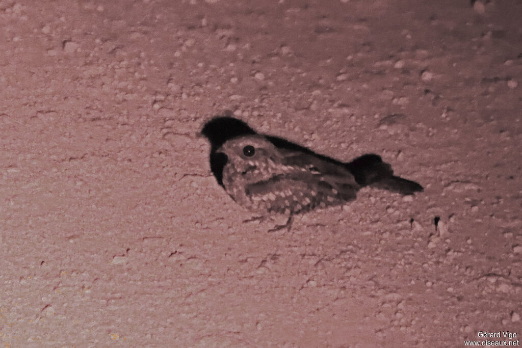 Engoulevent à joues roussesadulte