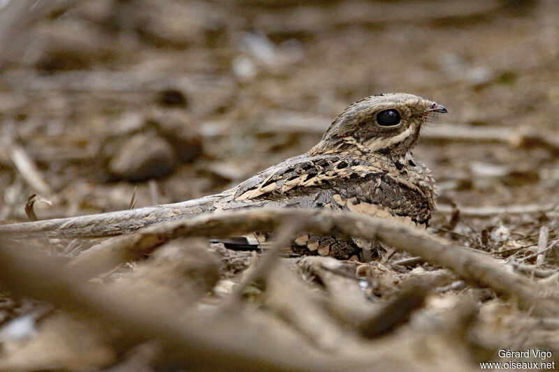 Long-tailed Nightjaradult, close-up portrait