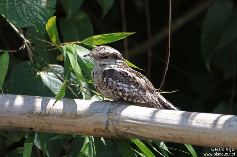 Ladder-tailed Nightjaradult