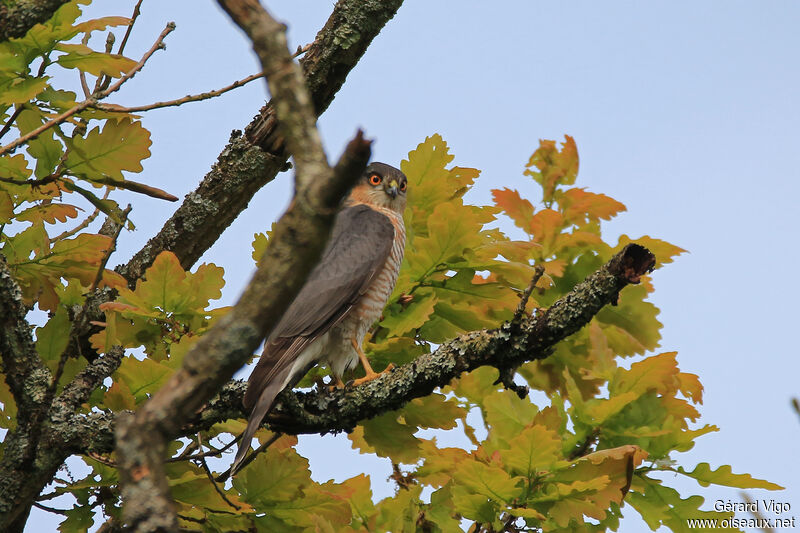 Eurasian Sparrowhawk male adult