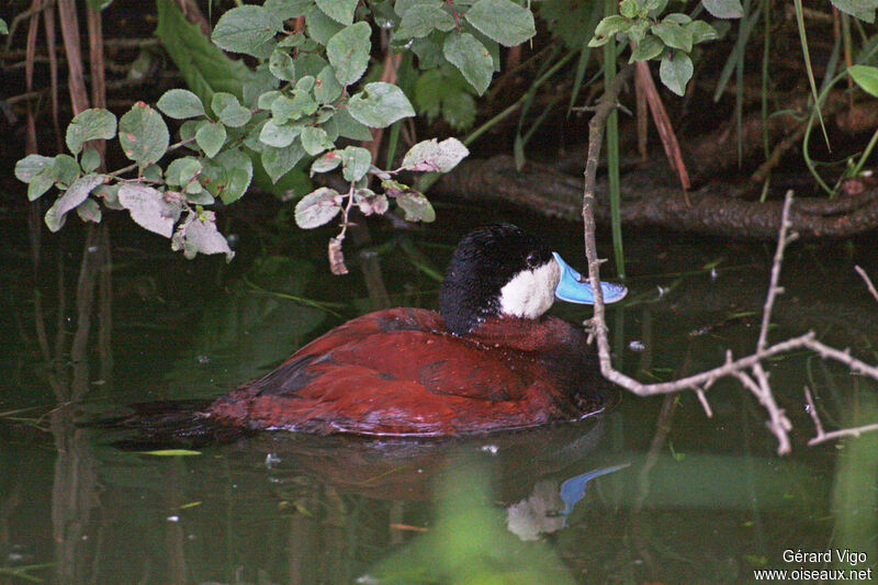 Ruddy Duck male adult