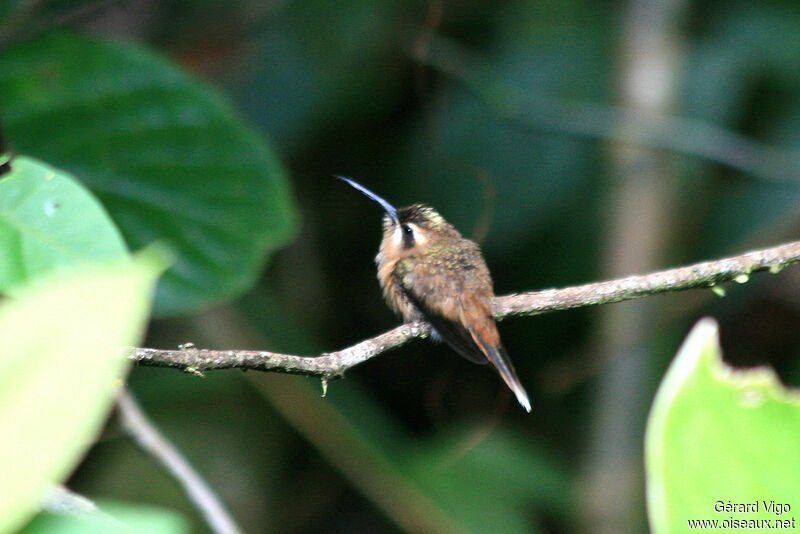 Stripe-throated Hermit