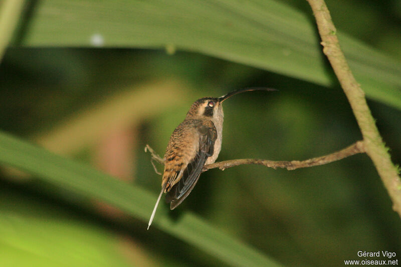 Long-billed Hermitadult