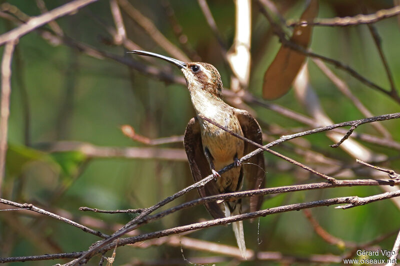 Ermite de Prêtreadulte