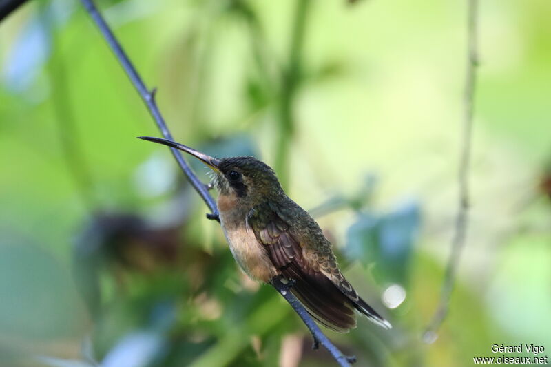 Band-tailed Barbthroatadult