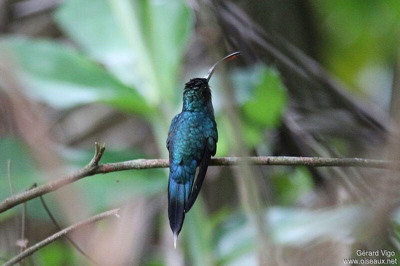 Green Hermitadult