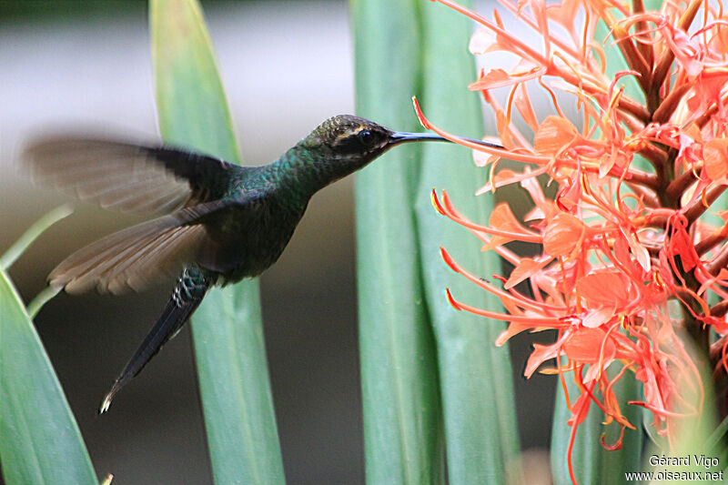 White-whiskered Hermitadult, Flight, eats